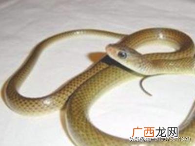 有毒蛇和无毒蛇怎么区分,如何区分一条蛇是毒蛇还是无毒蛇？