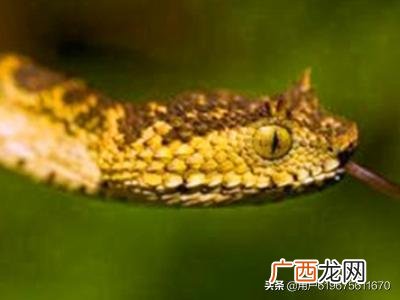 有毒蛇和无毒蛇怎么区分,如何区分一条蛇是毒蛇还是无毒蛇？