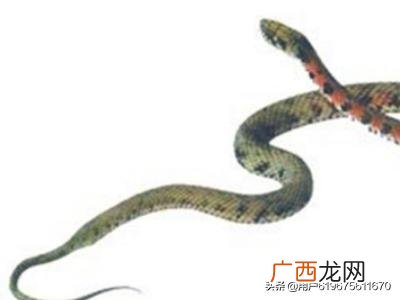有毒蛇和无毒蛇怎么区分,如何区分一条蛇是毒蛇还是无毒蛇？