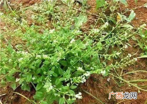 费菜怎么吃,费菜怎么炒好吃?