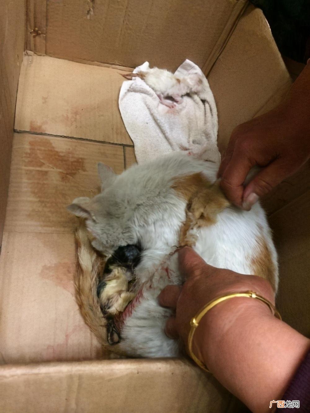 母猫为什么会吃掉自己的幼崽 母猫吃掉小猫预示着什么