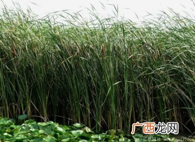 菖蒲怎么读,诗经中有关菖蒲诗句？