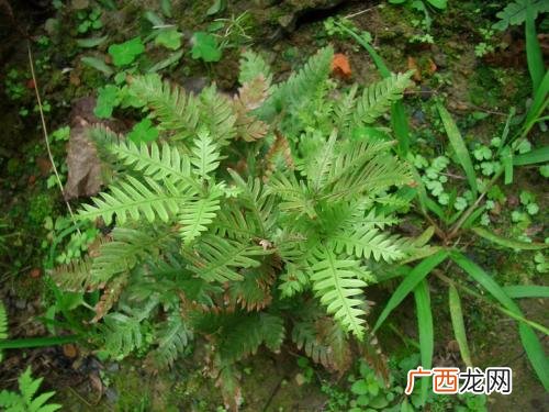 厥是什么意思,思厥先祖父，厥字意思？