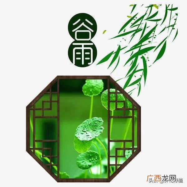 谷雨节气的来历及传统习俗介绍 谷雨的由来简介
