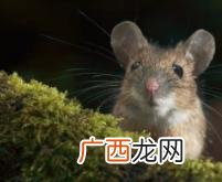 排行顺序表 十二生肖的排名