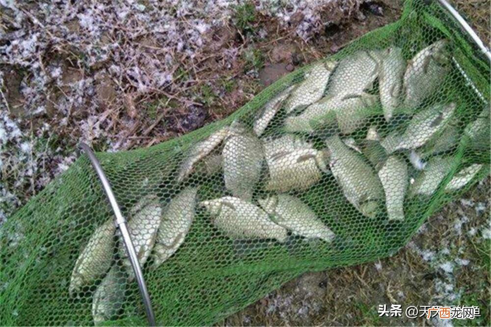 冬季什么窝料最吸引鲫鱼 用什么打窝大鲫鱼最多