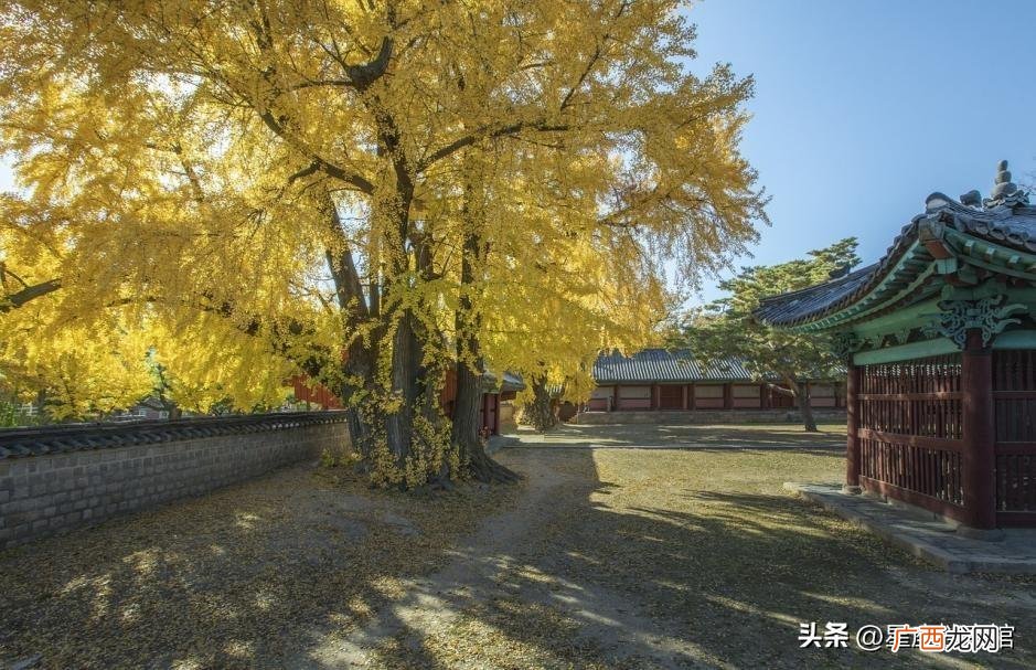 双鱼座命中注定的情人 最旺双鱼座的星座