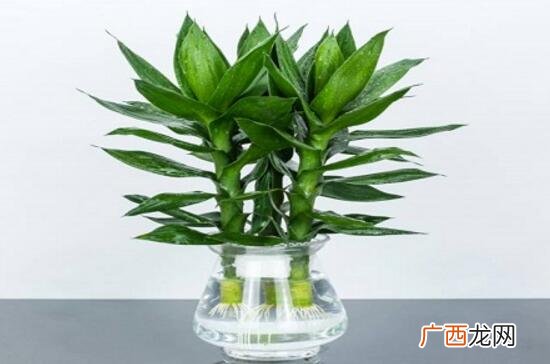 富贵竹可以放在卧室吗,养在家里对人体好不好