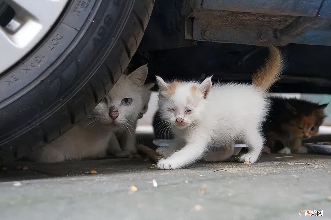 要不要给流浪猫科学绝育 流浪猫可以直接做绝育吗