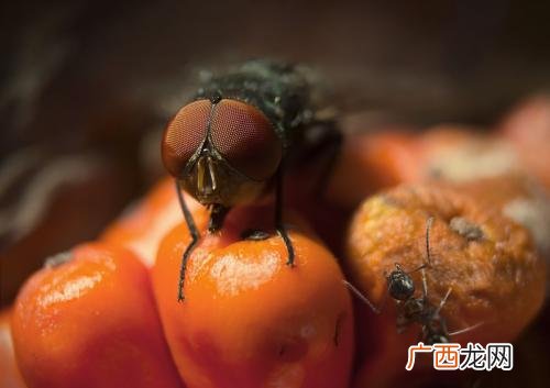 蚂蚁爬过的东西能吃吗,蚂蚁爬过的地方有毒吗?