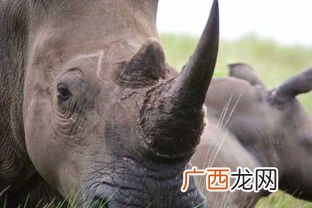 horn是什么意思,horn和trumpet的区别？