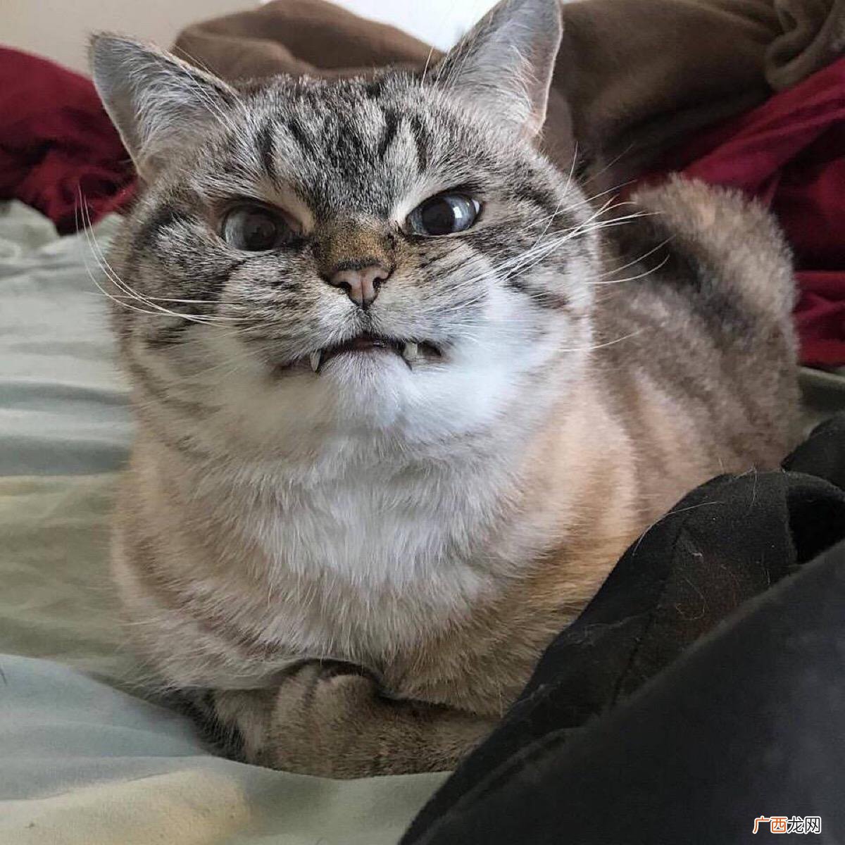 猫咪有这几种表现，它早已恨透主人 猫咪恨主人的十种表现