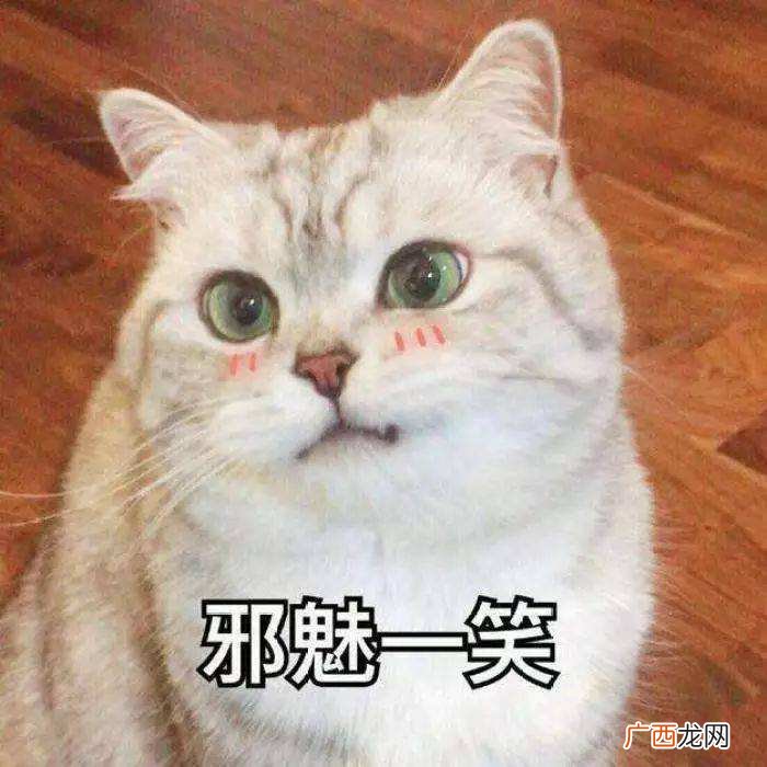 猫翘屁屁，原来有这么多含义 猫翘屁股是什么意思