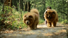 为什么养“松狮犬”的人少？ 松狮犬有什么缺点