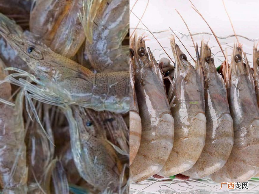 海虾跟淡水虾有什么不一样 海虾和淡水虾的区别是什么
