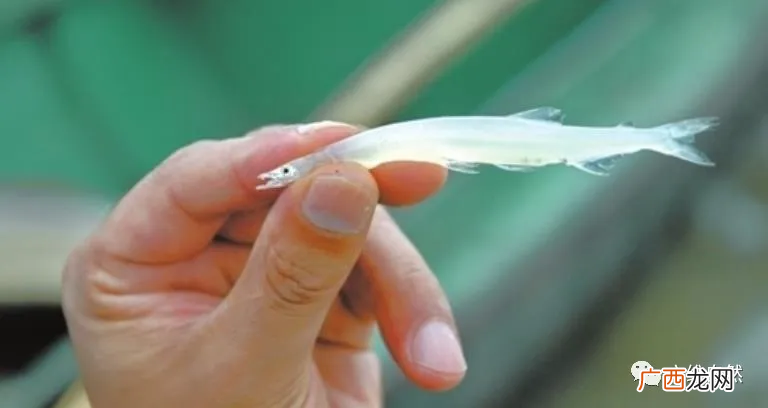 银鱼有哪些特点可以食用吗 银鱼是海鱼还是淡水鱼