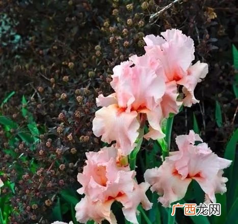 一叶浮萍的意思,人生如浮萍是什么意思？