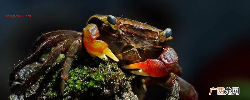 活螃蟹怎样保存时间长一些