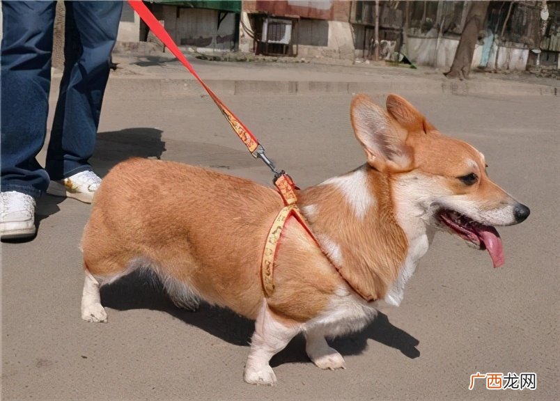 安静不吵闹适合楼房养的小型犬 适合小区养的不叫的狗