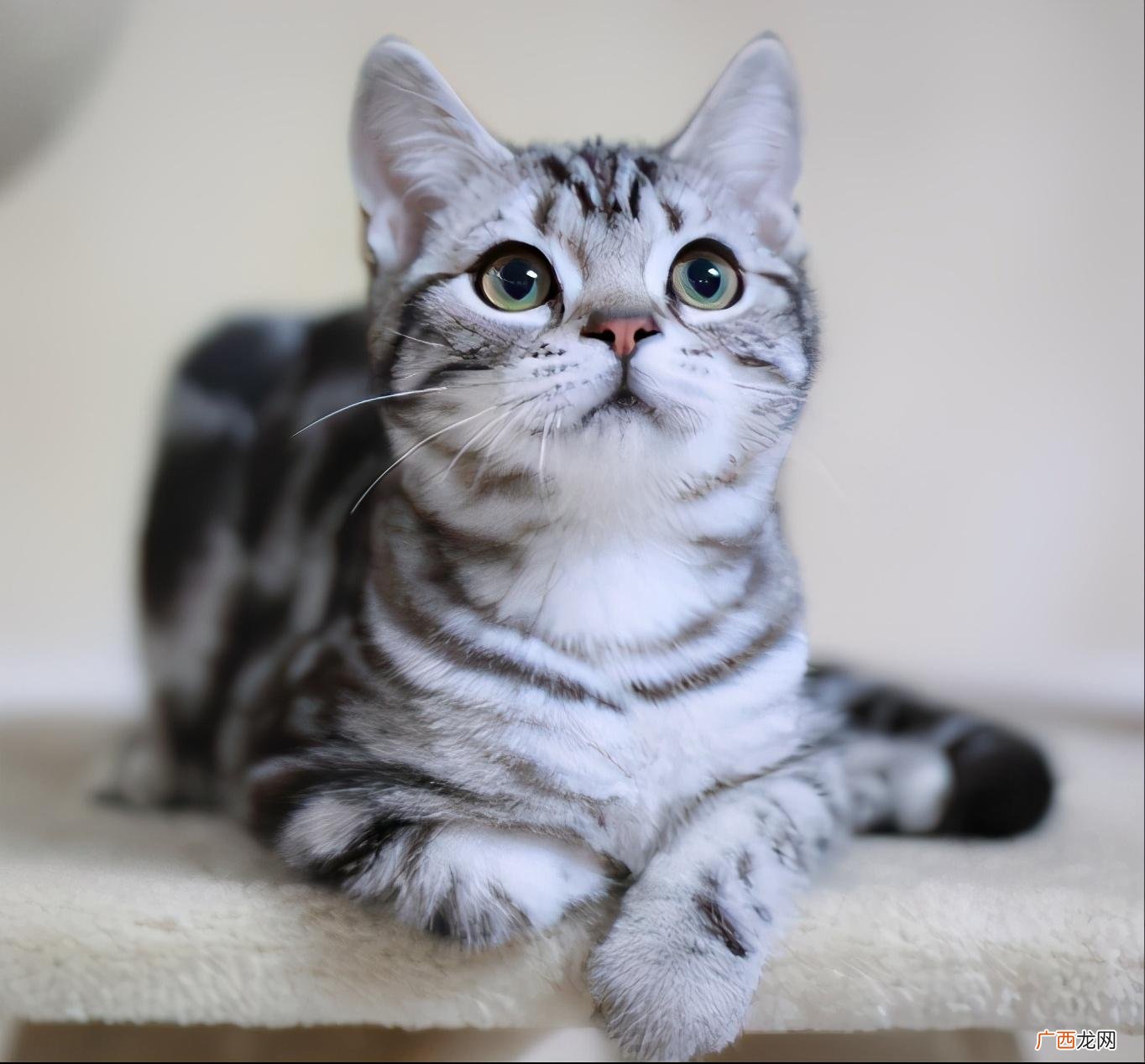 很多人养的都是串 纯种美国短毛猫的特征是什么