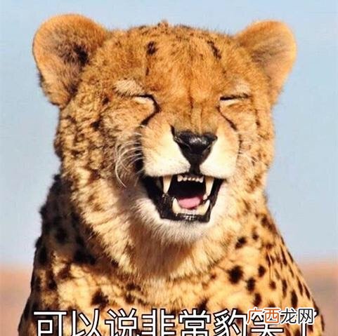 可以说是非常豹搞笑了。 非常豹是什么意思