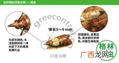 米蛾怎么彻底清除,家里的蛾子找不到源头怎么办？