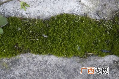 青苔可以吃吗,青苔可以吃？