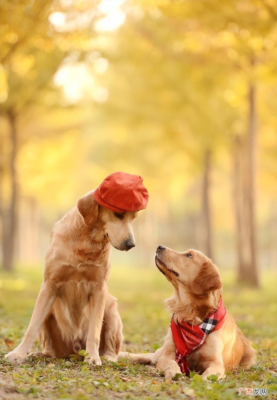 养狗首选金毛犬，好处多多 金毛犬的优缺点及性格