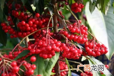 富贵子果子怎么吃,富贵子粥做法？