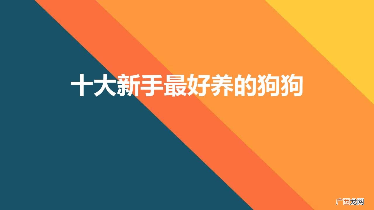 柯基 十大新手最好养的狗狗