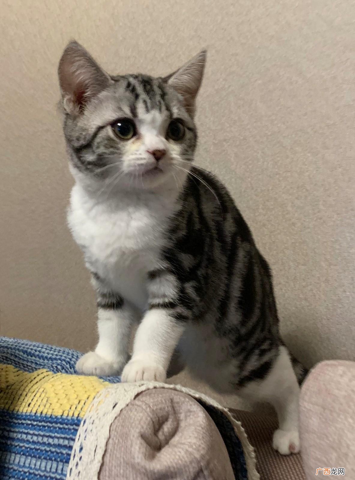 饲养美短猫谨记这几点,对它有好处 养美短猫十大禁忌