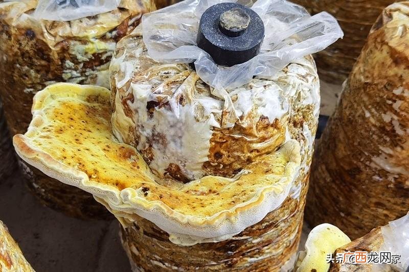 人工种植桑黄菌值不值得投资 人工种植桑黄前景如何