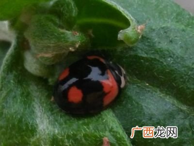 四星瓢虫是益虫还是害虫,四星瓢虫吃除了害虫的东西吗？