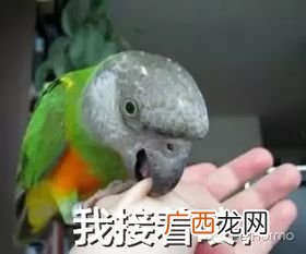 鹦鹉轻轻咬手指是什么意思,为什么手养的和尚鹦鹉长大了会咬人？