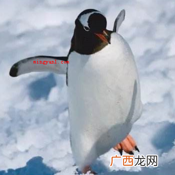 企鹅会飞吗？