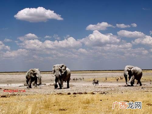世界野生生物基金会的会徽是什么？