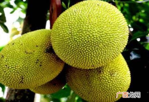区别有什么不同 菠萝蜜和榴莲的区别