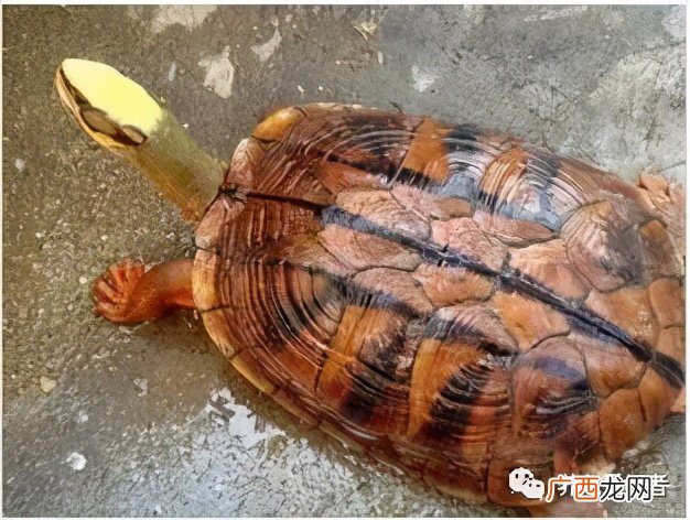 龟龟得了软甲病要怎么治疗 小乌龟的壳软了怎么办