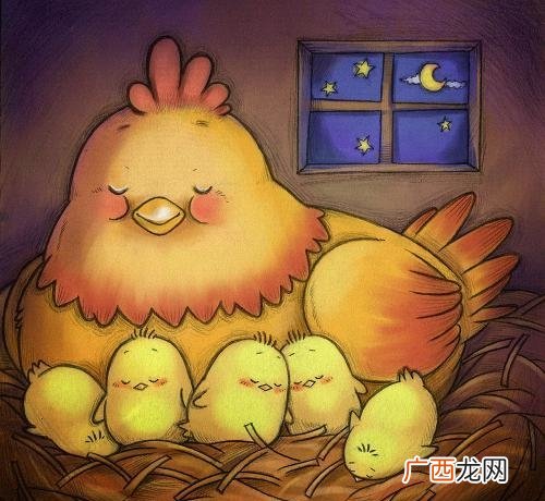 小鸡词典做出杰出贡献的元老级鸡 鸡老是什么梗