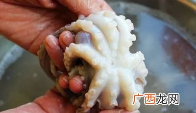 八爪鱼的内脏不清理可以吃吗,八爪鱼没清洗干净就煮熟了有毒吗?