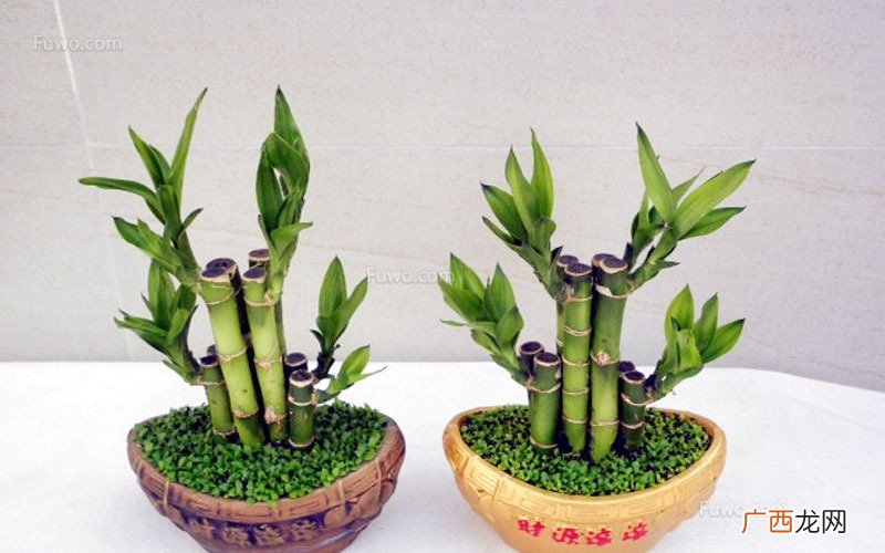 镇宅招财旺人的3大植物 什么花镇宅辟邪招财