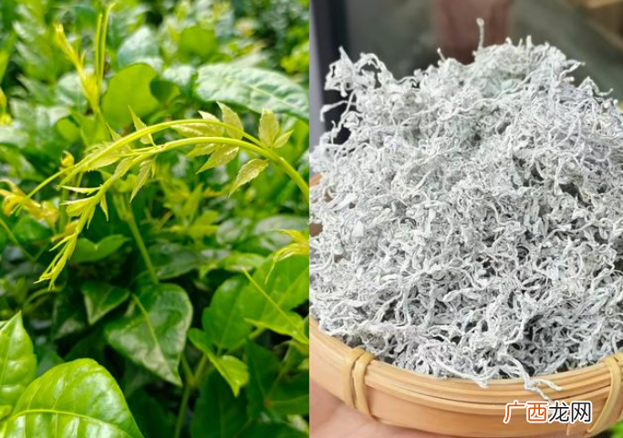 张家界莓茶是什么植物的叶子 湘西莓茶是什么植物制成的