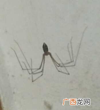 家里有蜘蛛怎么办能除根,如果家里有很多蝎子那该怎么对付？