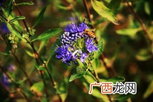 plants是什么意思英语,植物的英文单词？