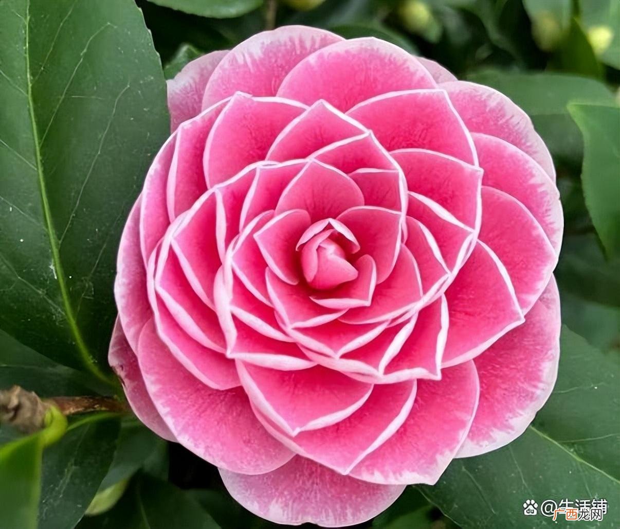 秋天用上促花肥,养出满树花 茶花秋季的养护和施肥