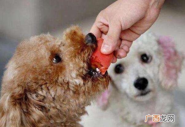 30种狗狗不能吃的食物 狗狗不能吃什么