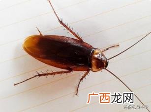 蟑螂怎么产生的,蟑螂是怎么生长出来的？