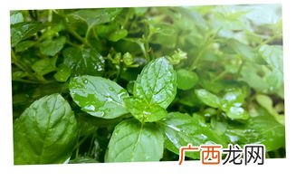 early是什么意思,early late区别？