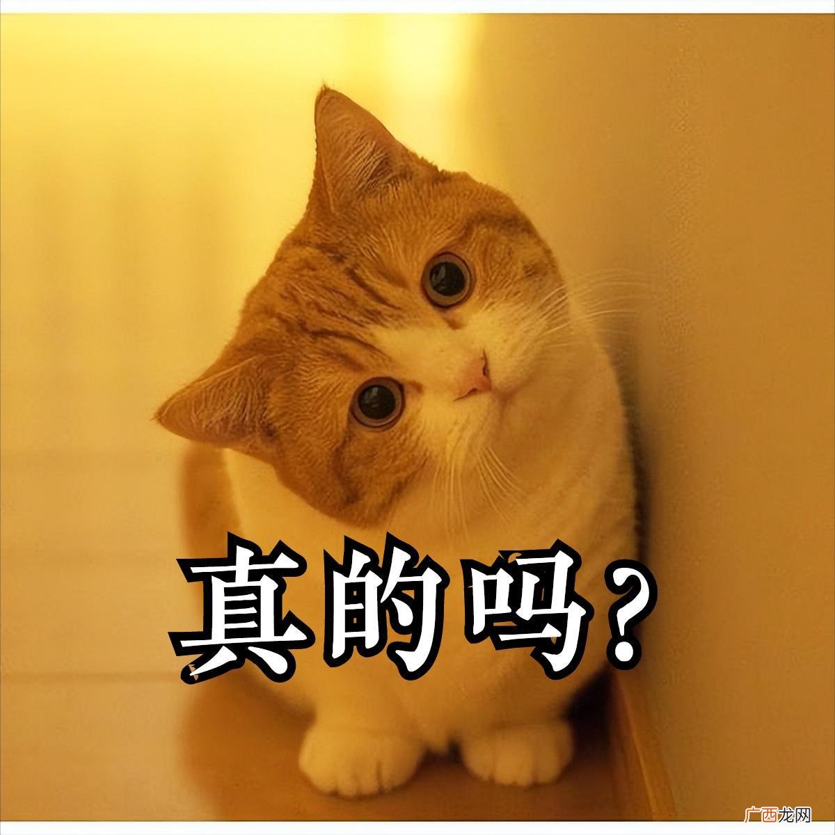 为啥曼赤肯猫越来越受欢迎  曼赤肯猫的优点