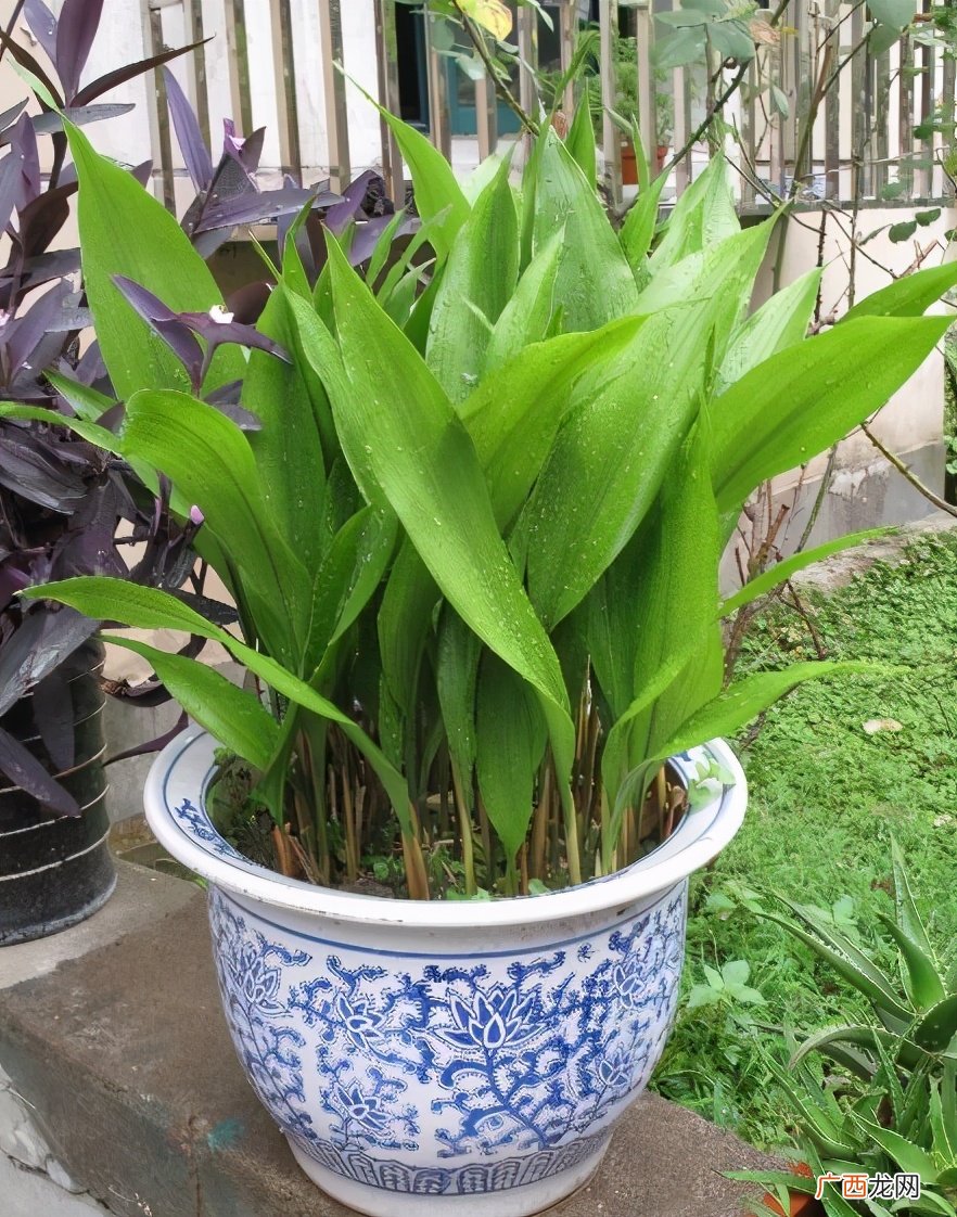 哪些植物花卉又耐阴又好养 喜阴的室内植物有哪些
